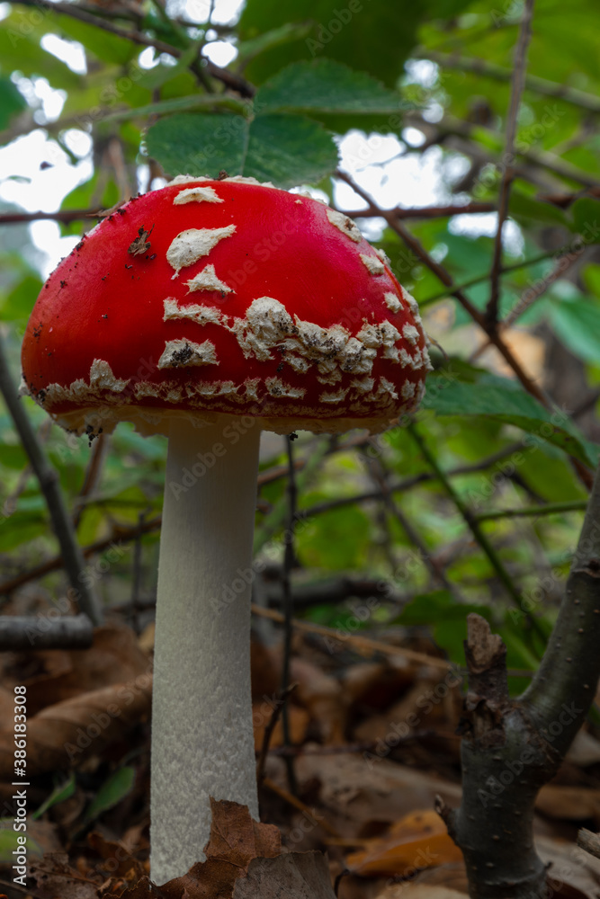 Amanita muscaria, commonly known as fly agaric, often found at national park Brunsummerheide (English Brunssumerheide), the Netherlands. Amanita muscaria, commonly known as fly agaric, often found at national park Brunsummerheide (English Brunssumerheide), the Netherlands.