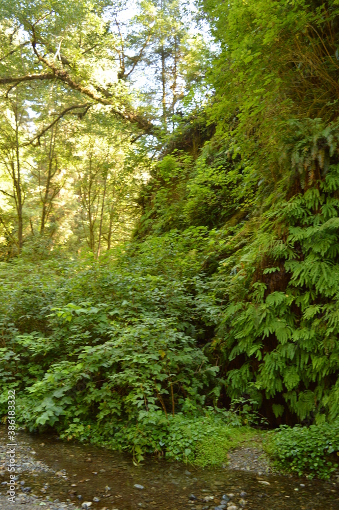 Hiking and camping on the Lost Coast among the Redwood (Sequoia) trees in Northern California, USA