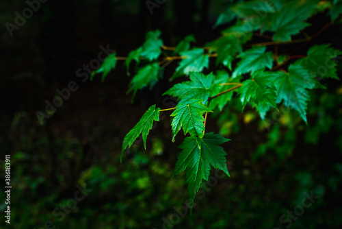 Branches and colorful leaves in the summer forest. Selective focus. Shallow depth of field. 