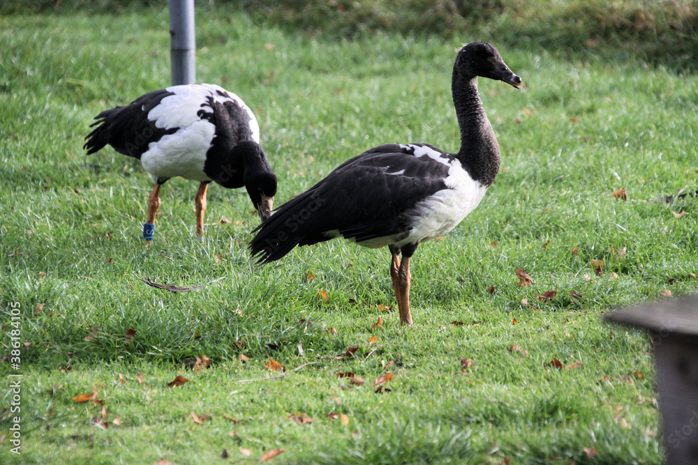 Fototapeta premium A close up of a Magpie Goose