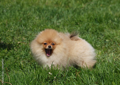 Fototapeta Naklejka Na Ścianę i Meble -  Pomeranian Spitz Puppy Barking on the Green Lawn