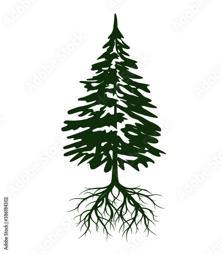 Green Spruce Tree with Roots. Vector illustration and Icon.