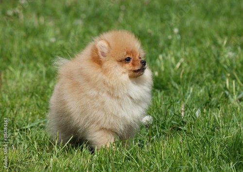 Fototapeta Naklejka Na Ścianę i Meble -  Small Pomeranian Spitz Puppy on the Green Lawn