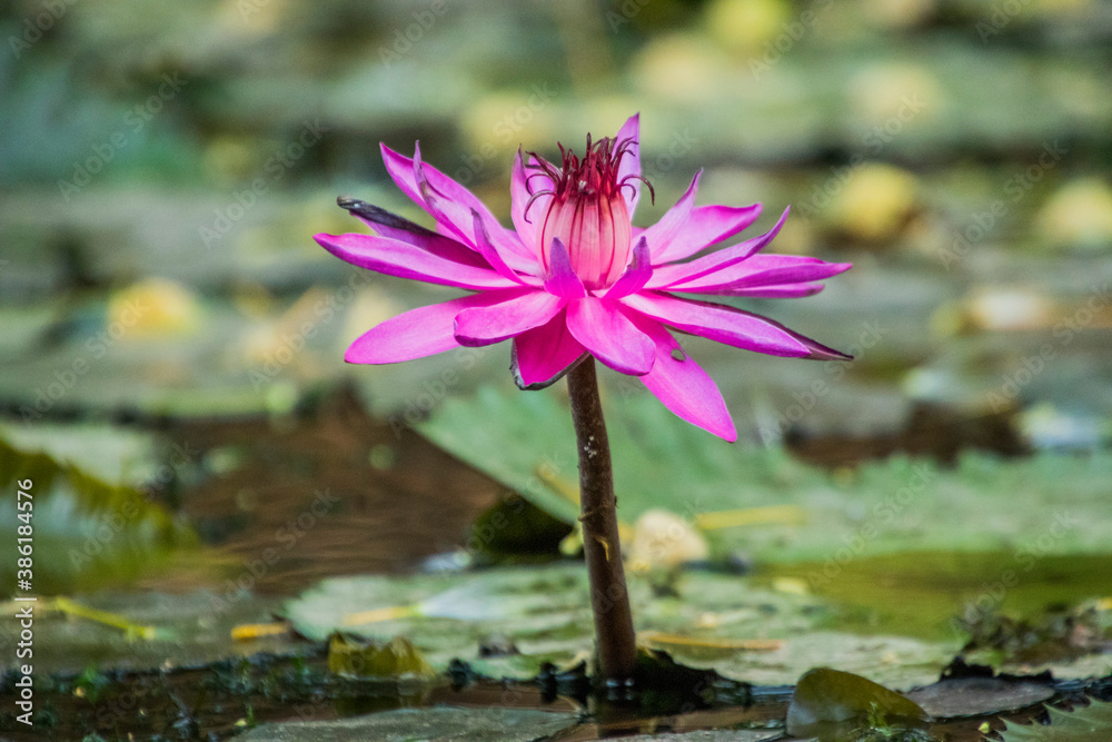 Various views of a lotus flower Various views of a lotus flower