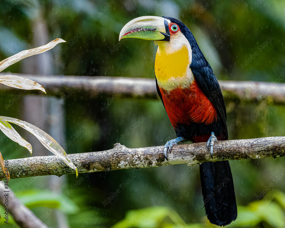 Obraz premium A wet toucan perched on a tree branch while the rain falls down