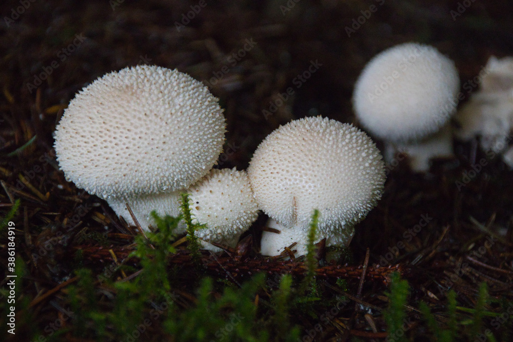Wild mushrooms Lycoperdon perlatum (common puffball) growing in forest. Dark background Wild mushrooms Lycoperdon perlatum (common puffball) growing in forest. Dark background