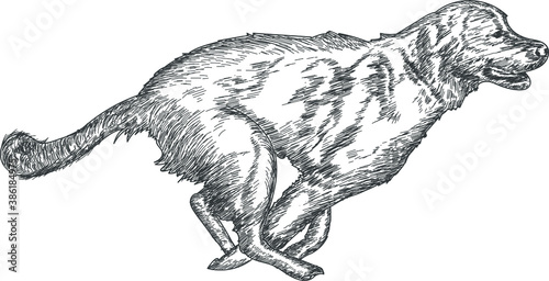 running dog sketch, dog in the desert