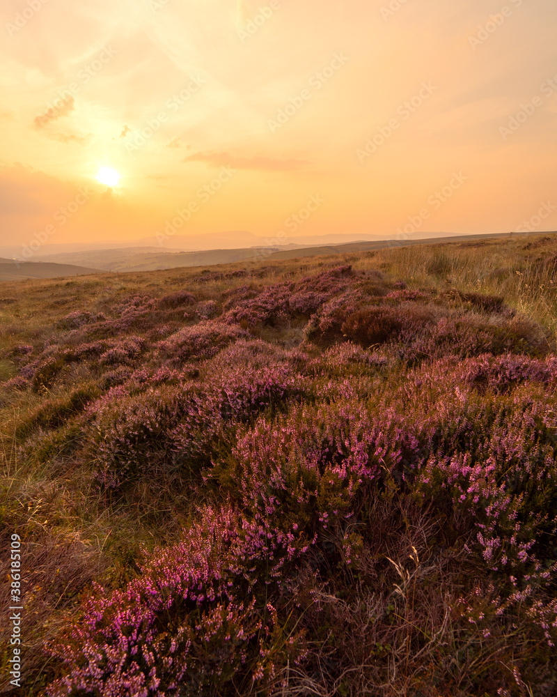 Obraz premium Summer Sunset Countryside Landscape Photo. This as taken when the mountain heather was in full bloom showing the awesome purple on the heather and the bright orange sunset glow.