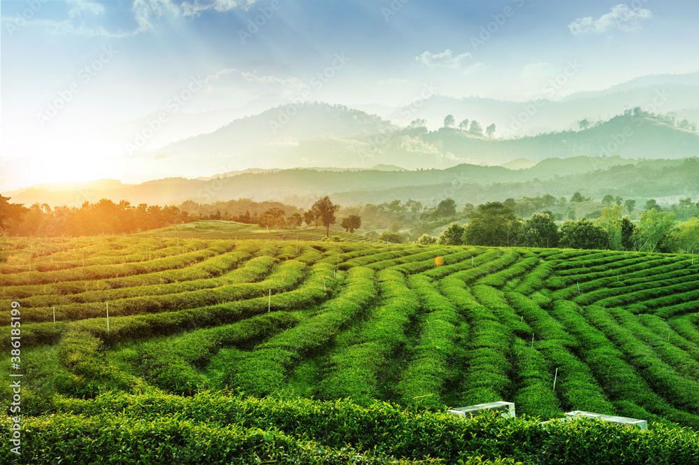 Tea plantation against mountains and blue sky with sunset