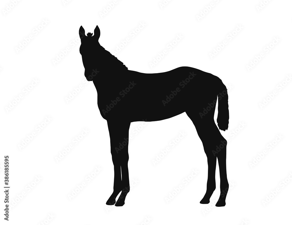 Vector silhouette, warm-blooded foal stands, side view