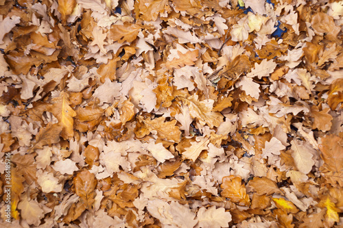 Carpet of yellow dry fallen oak leaves in autumn park