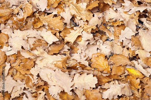 Carpet of yellow dry fallen oak leaves in autumn park