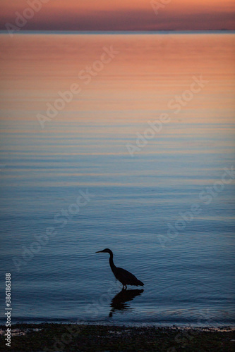 silhouette great blue heron on gorgeous sunset vertical ocean view