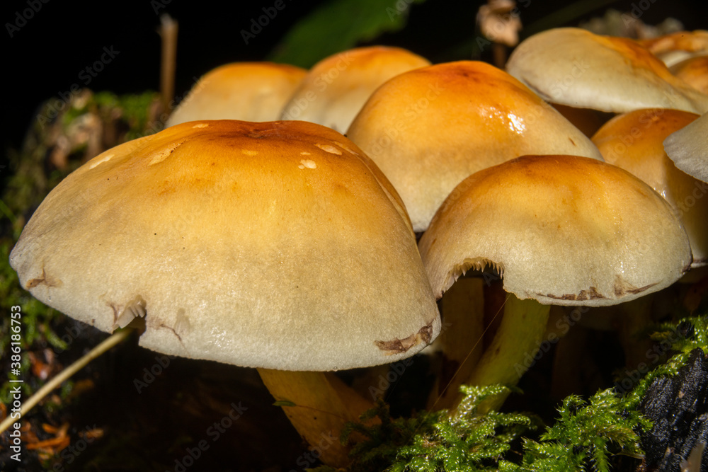 A closeup picture of a fungus in a forest. Dark brown and orange leaves in the background. Picture from Bokskogen, Malmo, southern Sweden A closeup picture of a fungus in a forest. Dark brown and orange leaves in the background. Picture from Bokskogen, Malmo, southern Sweden