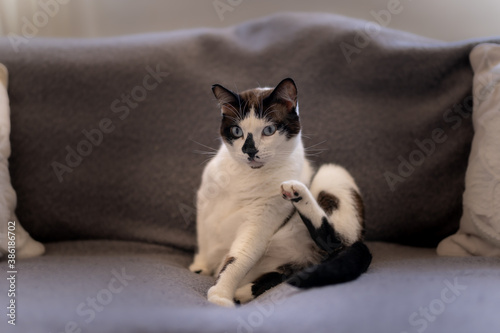 gato blanco y negro con ojos azules levanta la pata para rascarse © magui RF