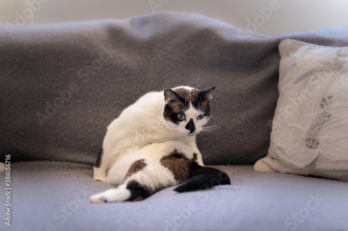 gato blanco y negro con ojos azules se sienta en el sofá con una postura divertida