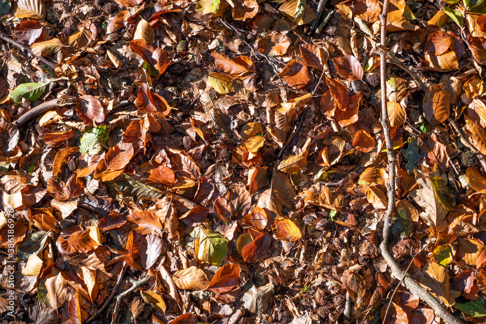 on a ground of a forest lies colorful autumn leaves