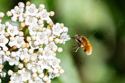 bee flying around a white flower © Adolf