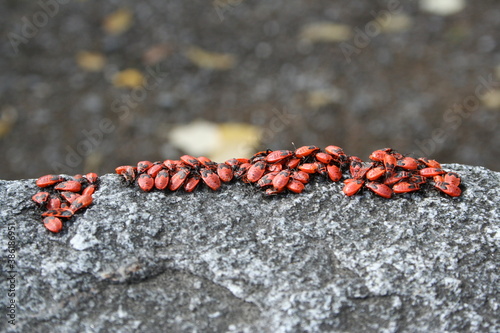 Wanzen auf einer Mauer photo