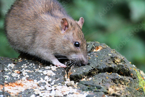 A close up of a Rat