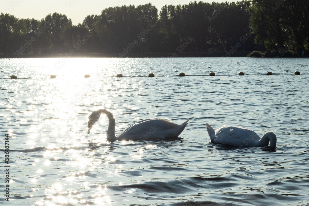 Fototapeta premium Swans in a lake with light reflections on a winter day