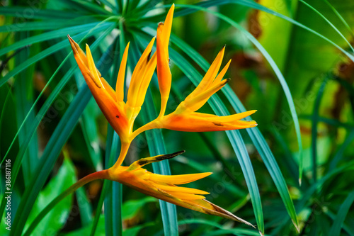 Orange and Yellow Heliconia flower