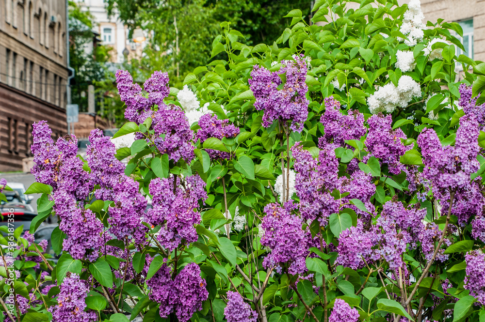 On Khitrovskaya Square, where there was a criminal market known in Russian literature, lilac bushes are blooming today. On Khitrovskaya Square, where there was a criminal market known in Russian literature, lilac bushes are blooming today.
