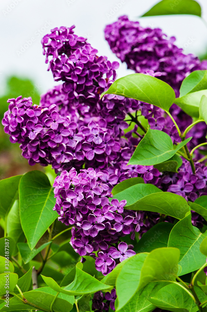 On Khitrovskaya Square, where there was a criminal market known in Russian literature, lilac bushes are blooming today. On Khitrovskaya Square, where there was a criminal market known in Russian literature, lilac bushes are blooming today.