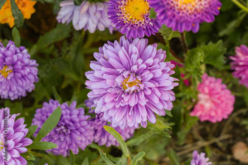 Pink dahlia flower in Summer  Chelsea Flower Show. Purple flowers in the summer garden.