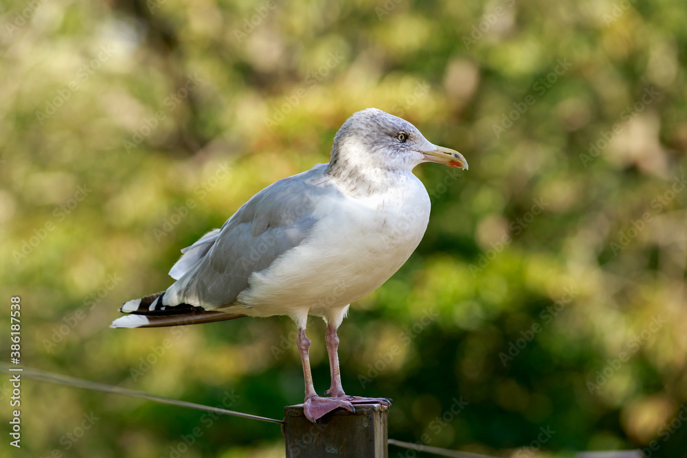 White Seagull bird seating on fence in park White Seagull bird seating on fence in park