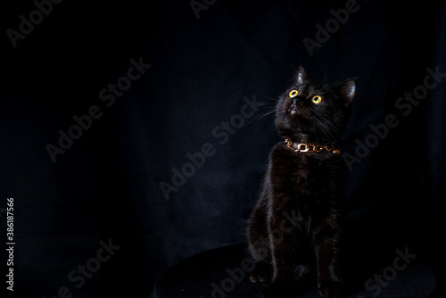 black cat is sitting on the black background, low key concept