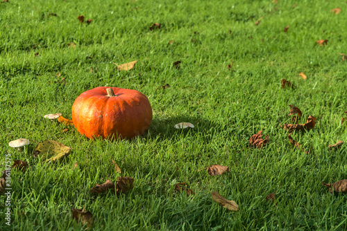 Beautiful autumn small single orange pumpkin on green grass with fallen leaves. Pumpkin on the lawn. Autumnal background, Halloween. Copy space