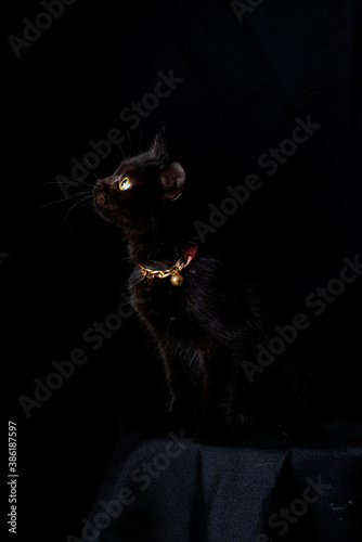 Fototapeta Naklejka Na Ścianę i Meble -  black cat is sitting on the black background, low key concept