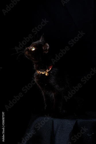 black cat is sitting on the black background, low key concept