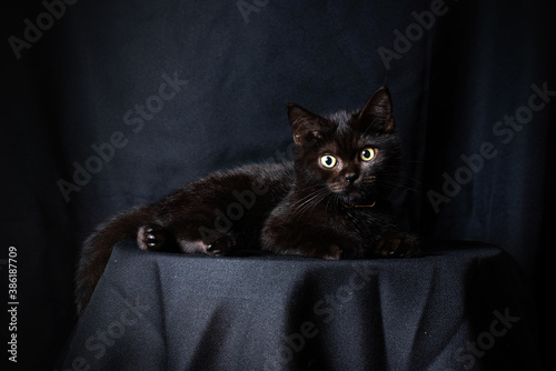 black cat is sitting on the black background, low key concept