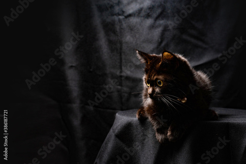 black cat is sitting on the black background, low key concept