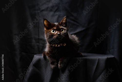 black cat is sitting on the black background, low key concept
