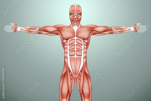 The structure of human muscles, the biology of the muscular system. Human anotomy concept. 3D illustration, 3D render. photo