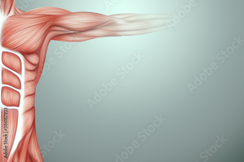 The structure of human muscles on the torso close-up, the biology of the muscular system. Human anotomy concept. 3D illustration, 3D render. photo