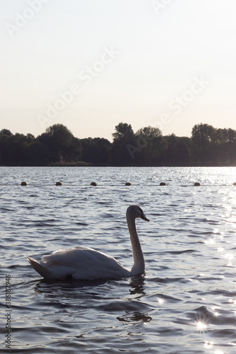 Swans in a lake with light reflections on a winter day © ByAmerica
