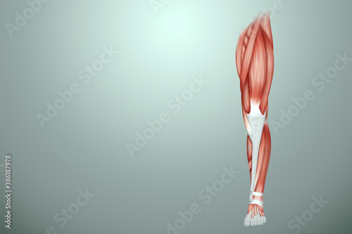 The structure of the human muscles on the leg close-up, the biology of the muscular system. Human anotomy concept. 3D illustration, 3D render. photo
