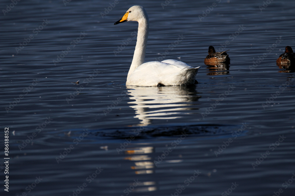 A Whooper Swan on the water at Martin Mere Nature Reserve A Whooper Swan on the water at Martin Mere Nature Reserve