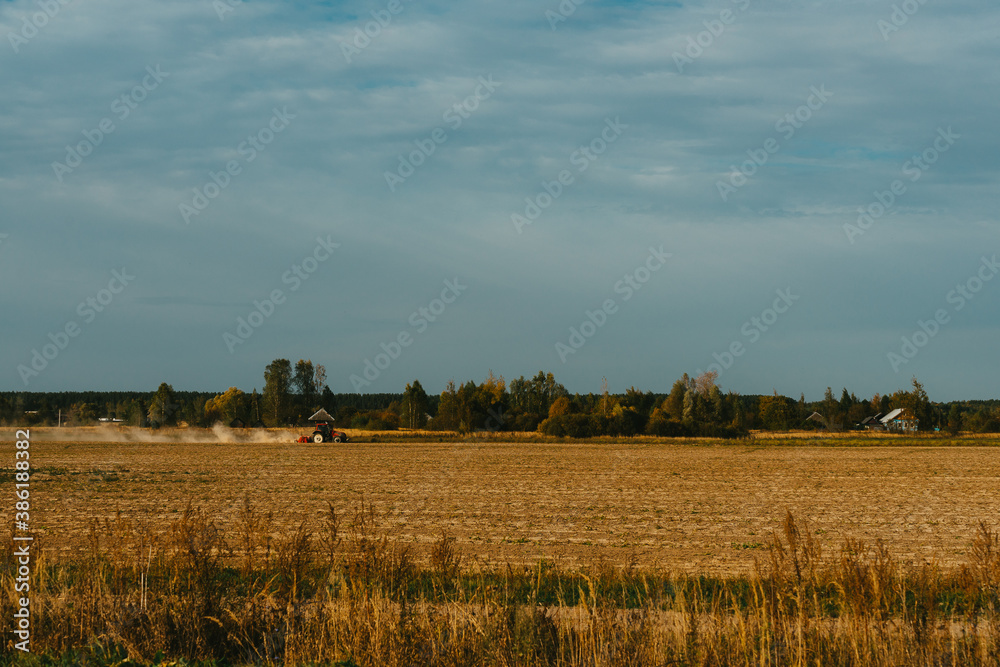 Fototapeta premium wheat field in summer