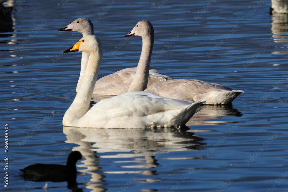 Fototapeta premium A Whooper Swan on the water at Martin Mere Nature Reserve