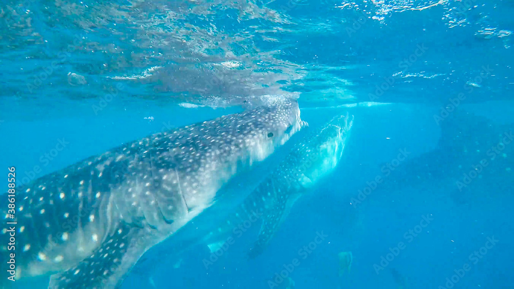 Naklejka premium View of wild life in Asia. Whale sharks feeding near Cebu island 