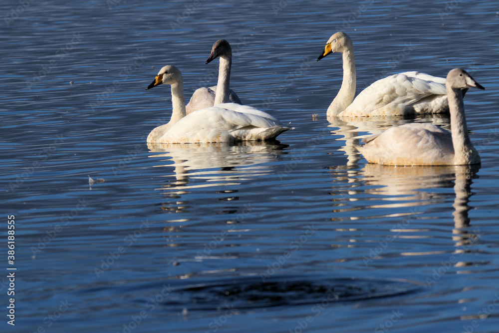 A Whooper Swan on the water at Martin Mere Nature Reserve