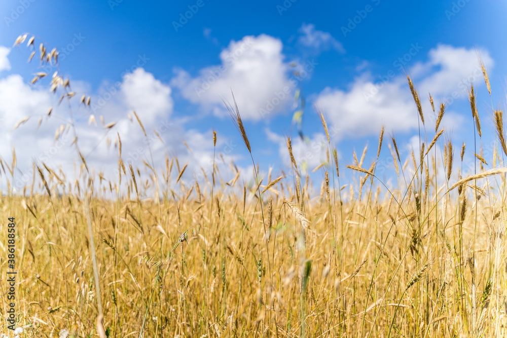 Obraz premium wheat field in summer with blue sky