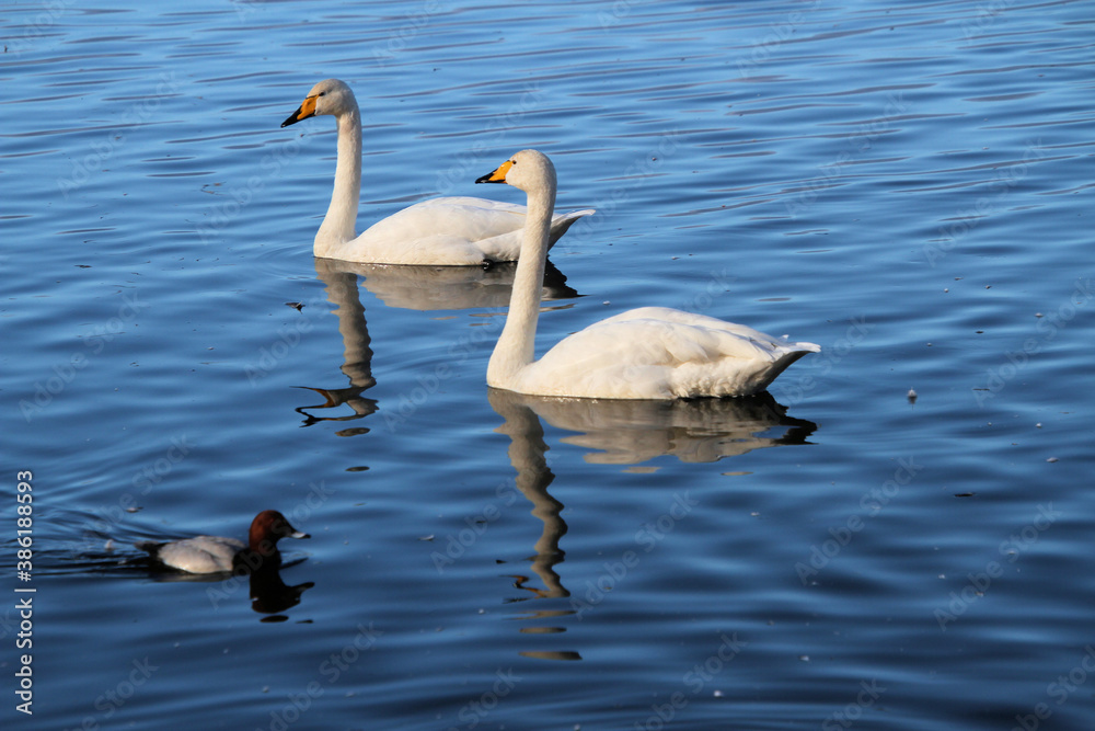 A Whooper Swan on the water at Martin Mere Nature Reserve A Whooper Swan on the water at Martin Mere Nature Reserve