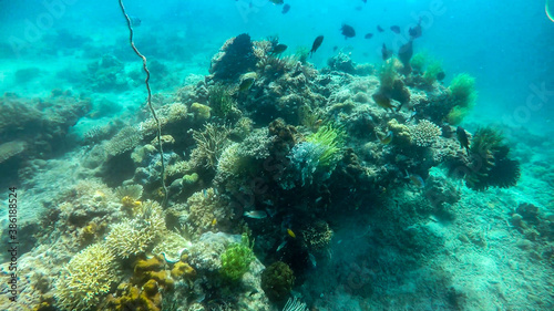 Photography View of wild life in Asia.  Colorful reef  in the Philippines
