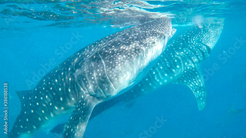 View of wild life in Asia.  Whale Sharks feeding near Cebu island  